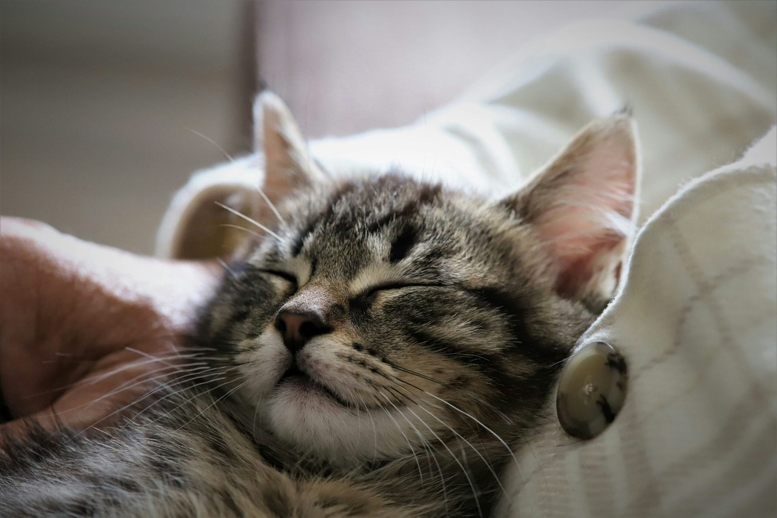 a cat with a coin on its head