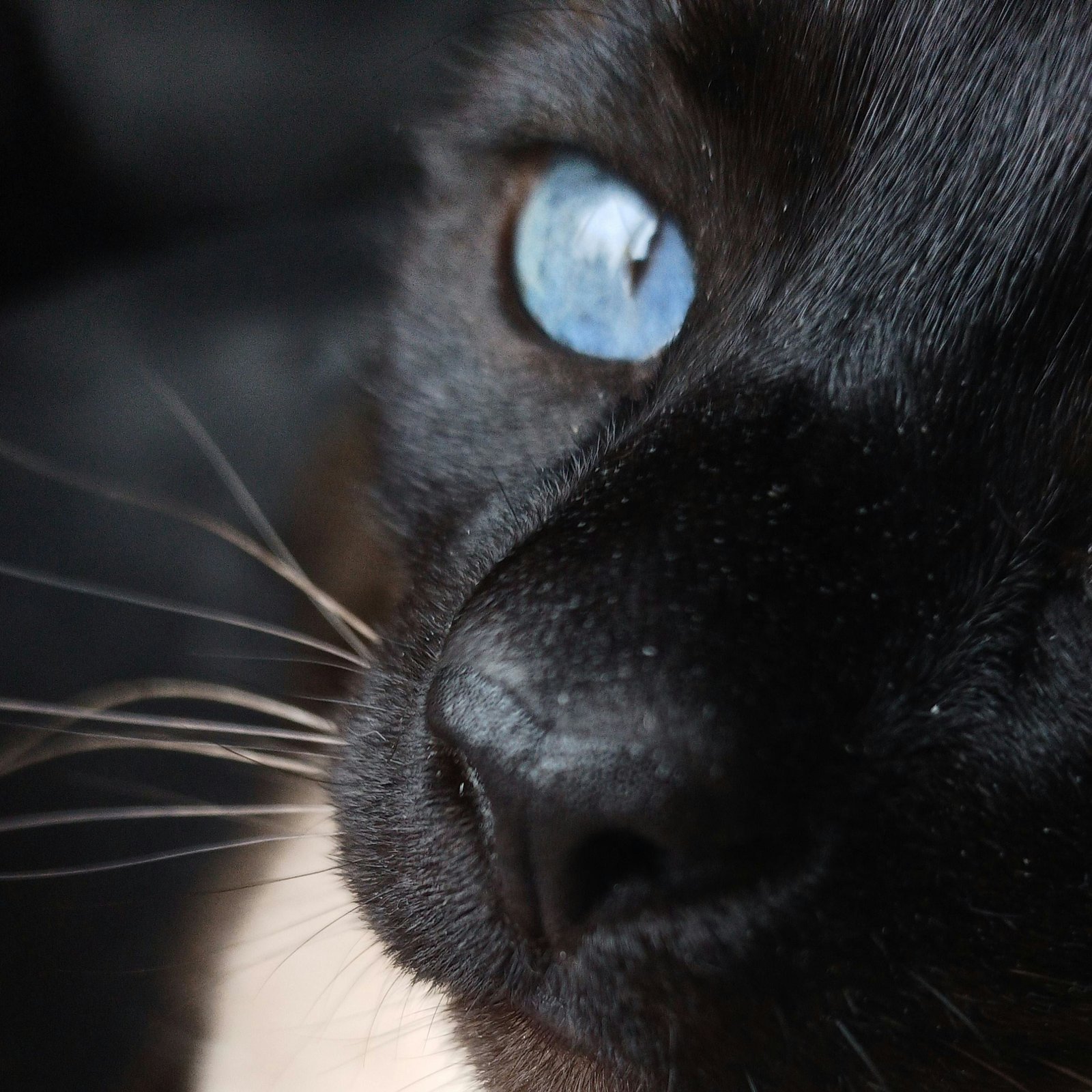 a close up of a black cat with blue eyes