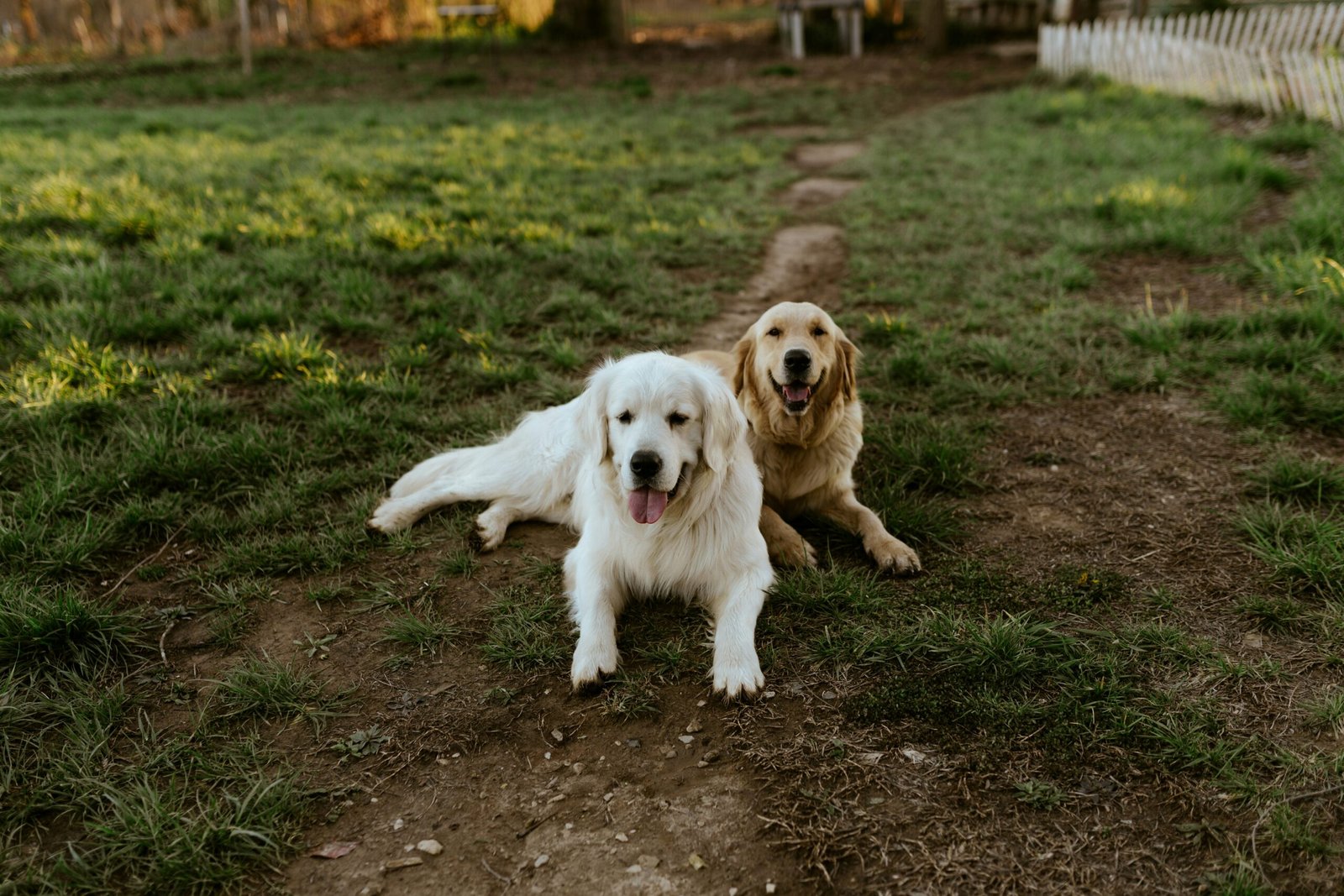 a couple of dogs laying on top of a grass covered field