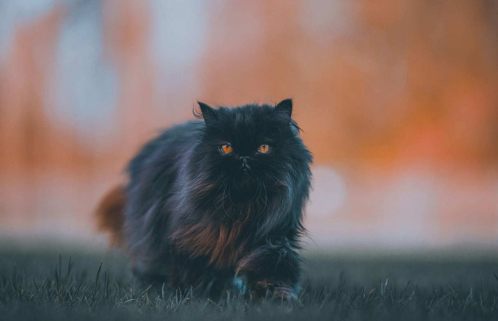 black and brown cat on green grass during daytime