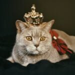 Beige Cat With Gold-colored Crown