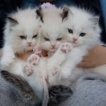 Close-Up Photo of a Hand Holding Three White Kittens