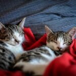 Black and White Tabby Cats Sleeping on Red Textile